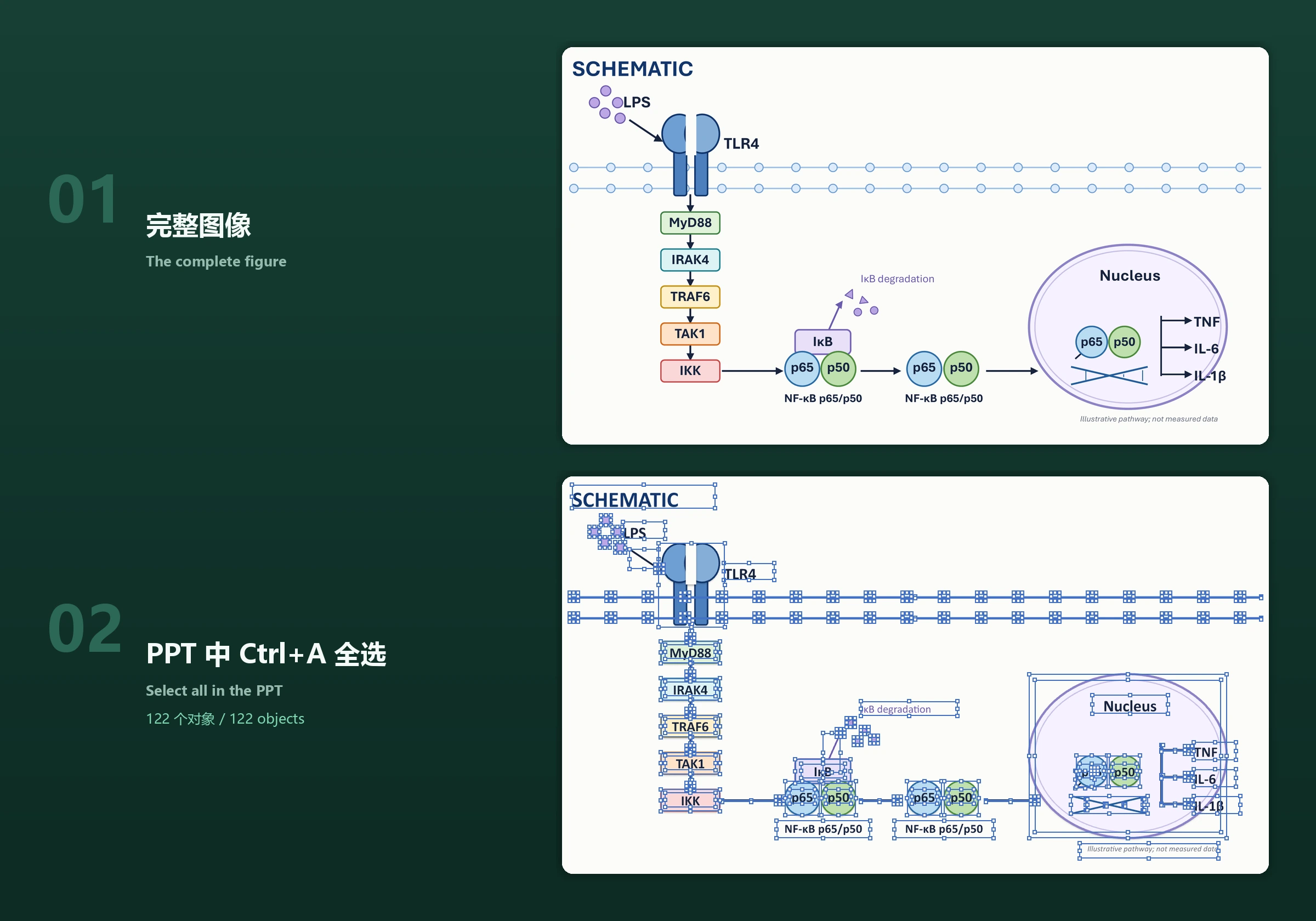 上：PaperSpine5 交付的完整科研机制图。下：同一个图在 PowerPoint 里 Ctrl+A 全选，122 个元素都是可继续编辑的原生对象。